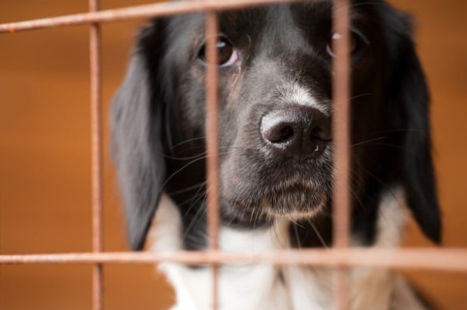 Looking for a new friend? Harrell and Harrell is partnering with WJXT to help boost adoptions of shelter pets in the Jacksonville area. 