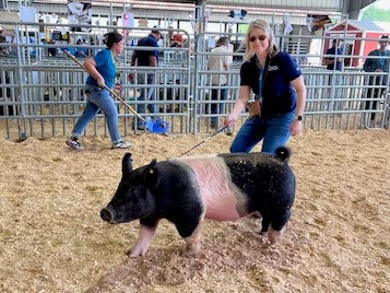 swine showmanship