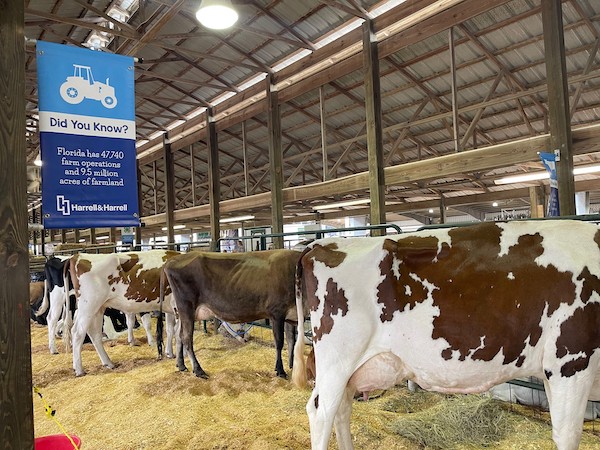 Cows stand in a row inside a barn.