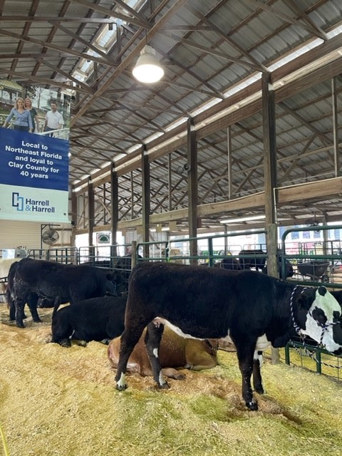 Cows standing and lying on straw inside a barn.