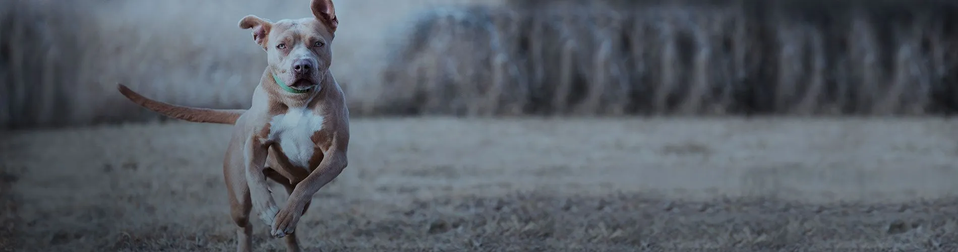 Page banner background